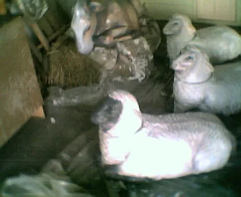 A slightly clearer photo - sheep and donkey