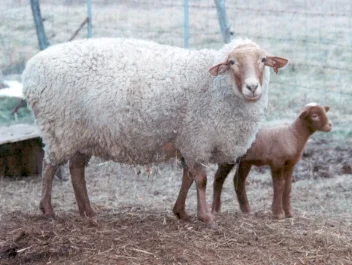 lambies - real