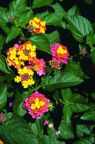 BBB’s Lantana photo - she is getting pro with the cameras and is into robotics….birds and flowers!