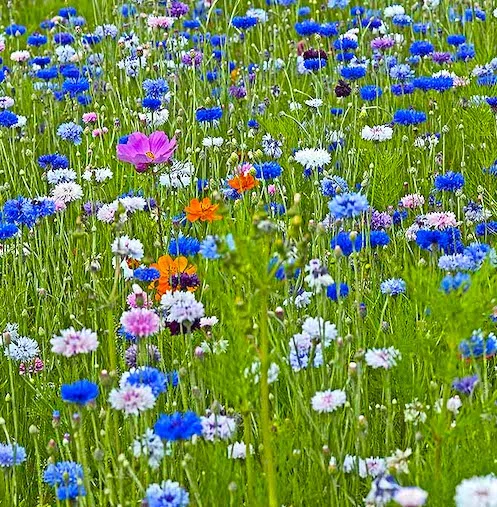 This is the color mix variety - easy to naturalize - here with some pink cosmos - Sunny Day!