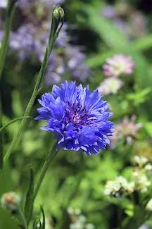 Bachelors Buttons -  coming of age story