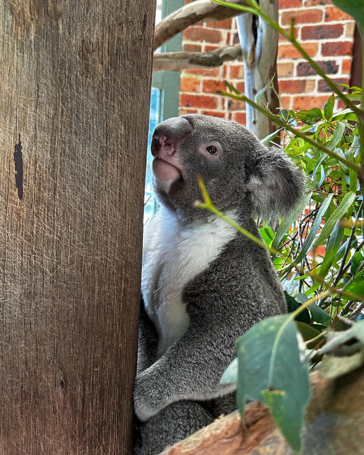 Koala!! We did a Blue Mountains tour yesterday (Sunday here in Australia) and our first stop was Calmsley Hill City Farm. They have all kinds of animals, but of course we were most interested in the koalas, kangaroos, and wallabys. We even got to pet