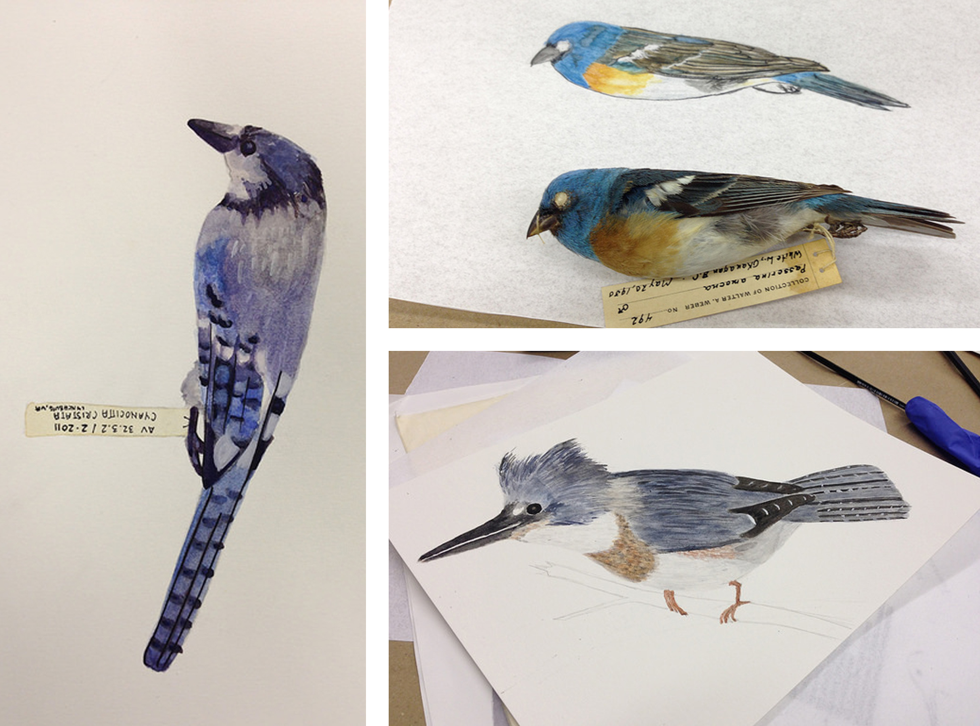 The other finished birds from the class.