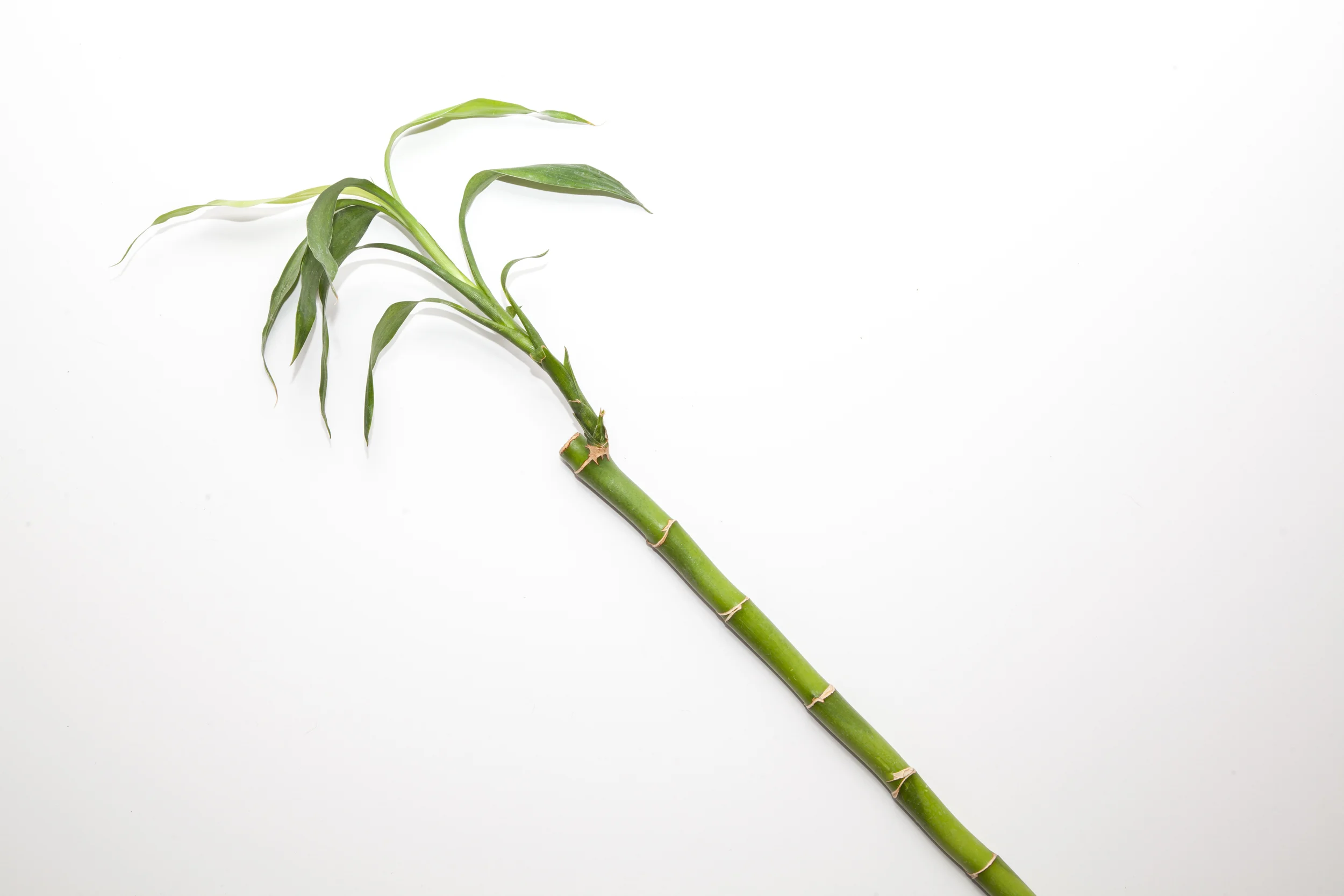 Emma_product_01_37.jpg