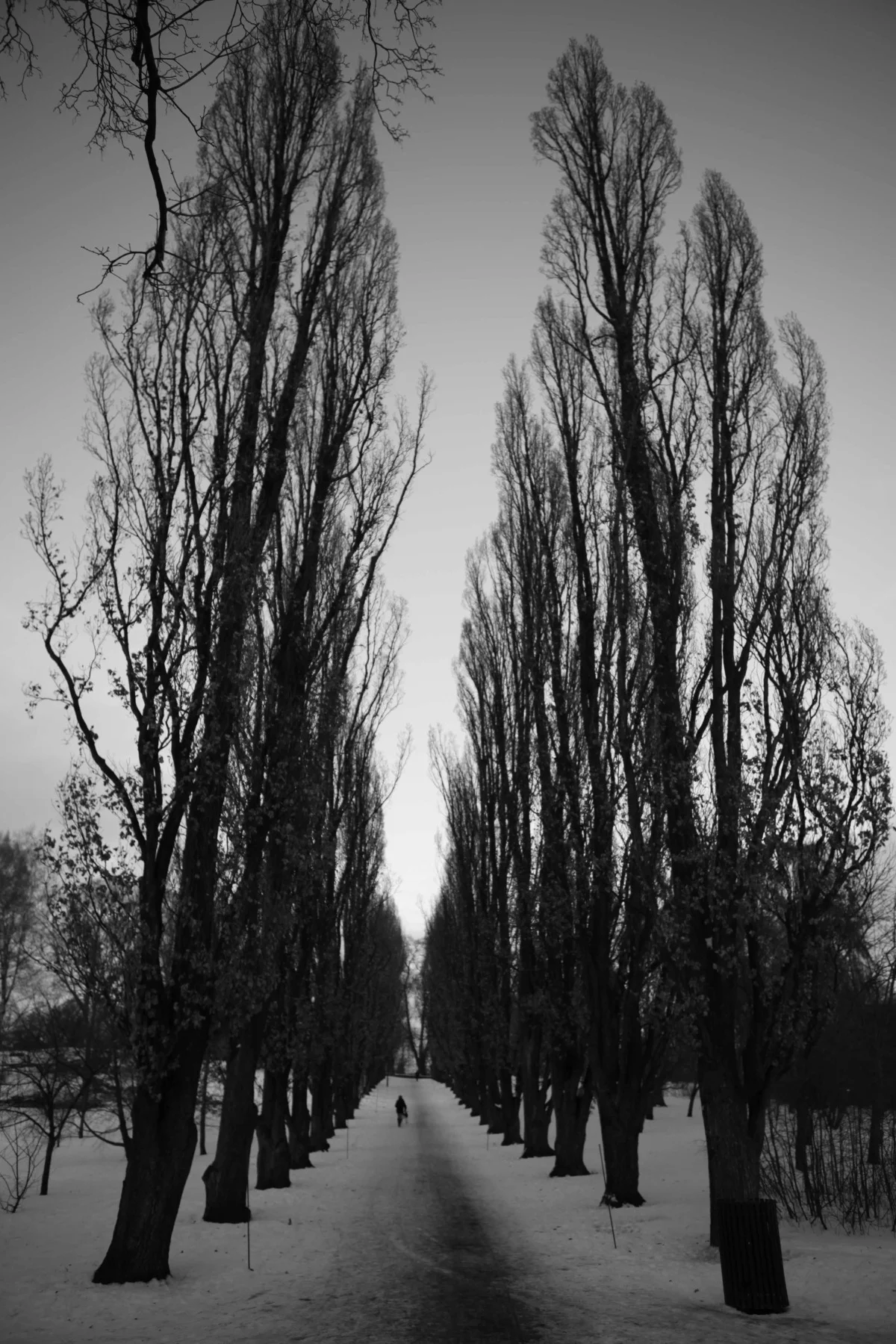 yep_trees-7464.jpg