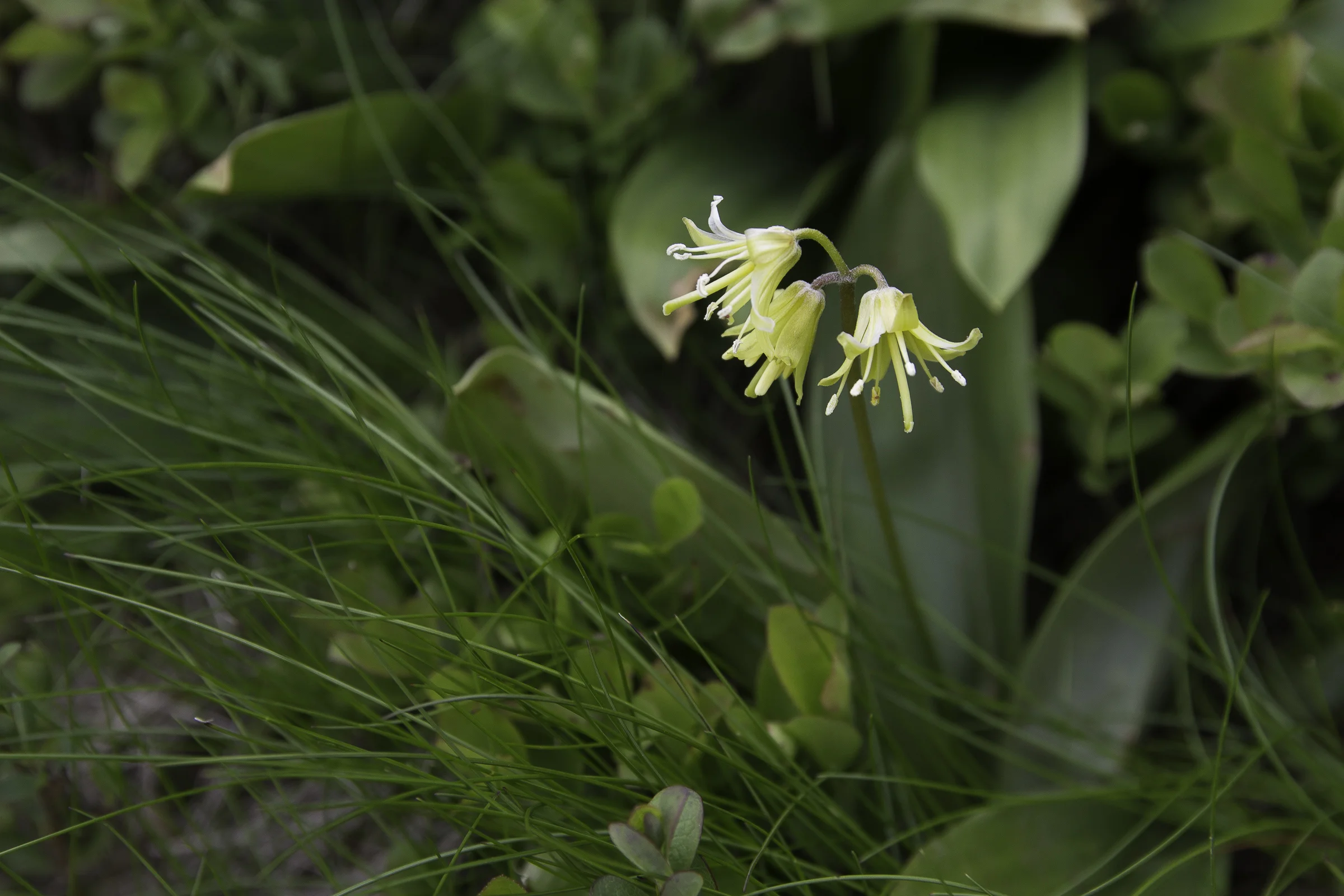 Flowering Blue Bead Lilies.