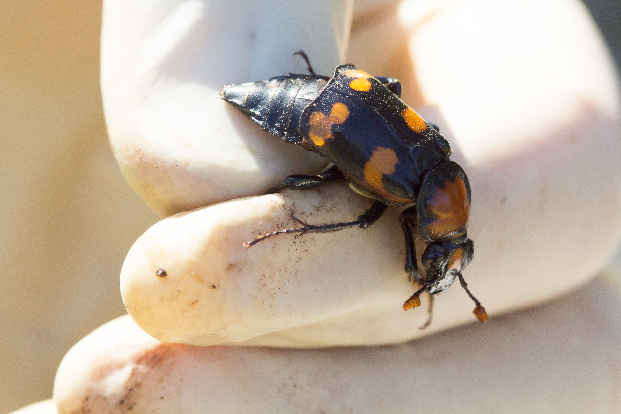 Ben handling one of the beetles. 