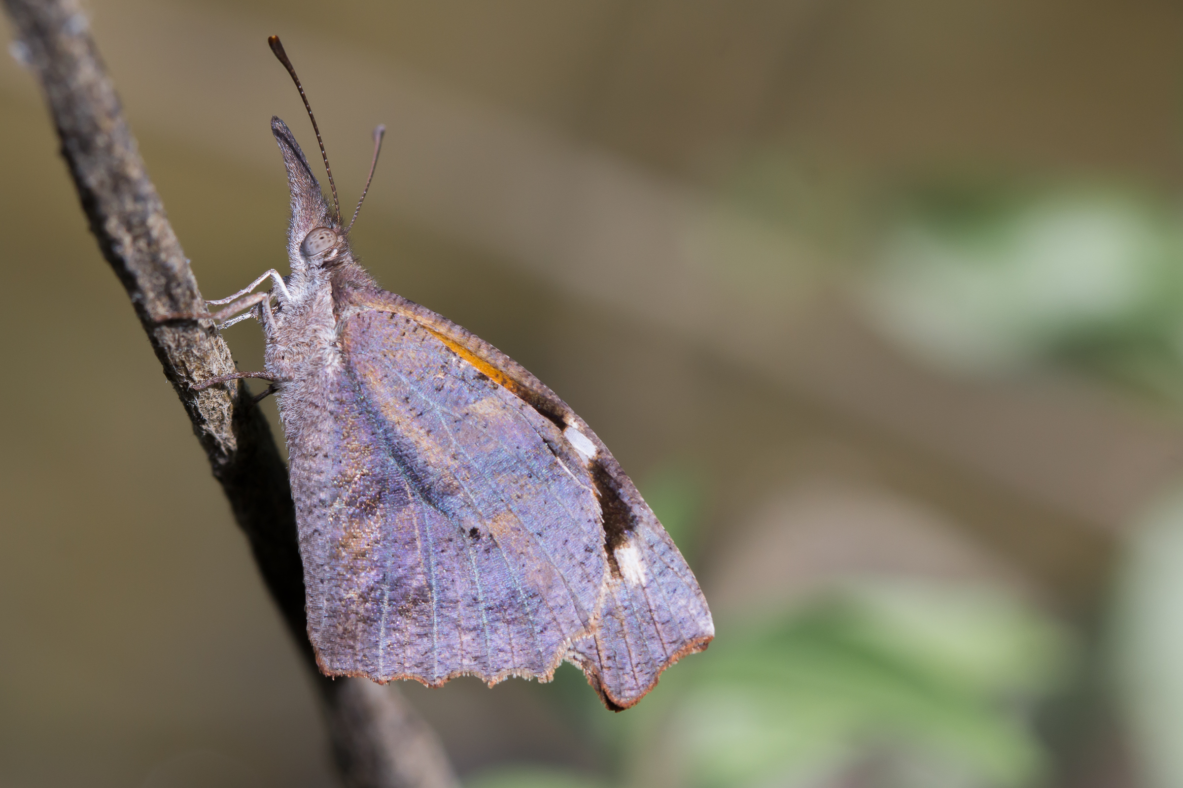 Although common in the South, the American Snout was a new sighting for me.