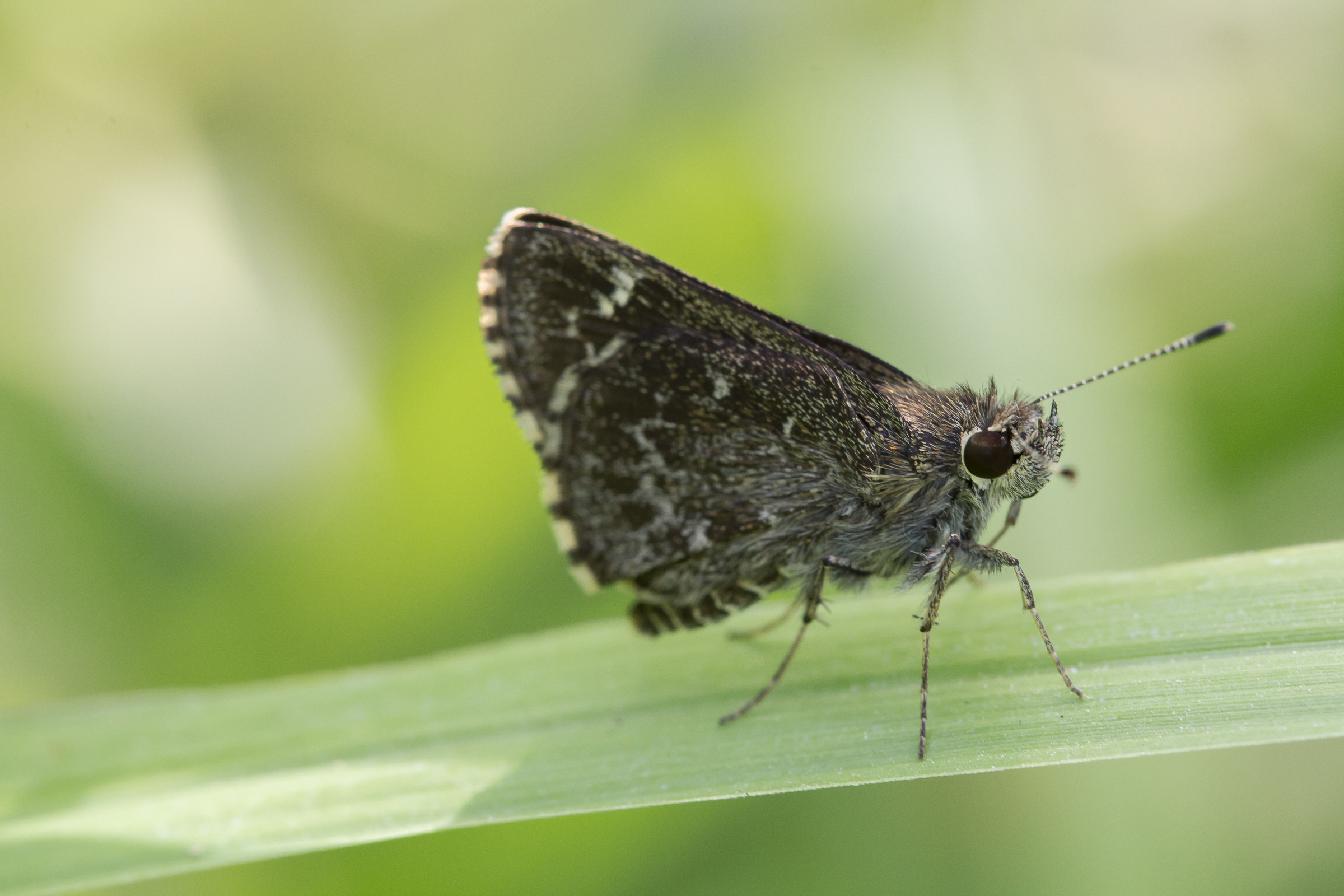 The Bell's Roadside-Skipper has beautiful salt and pepper speckling. 