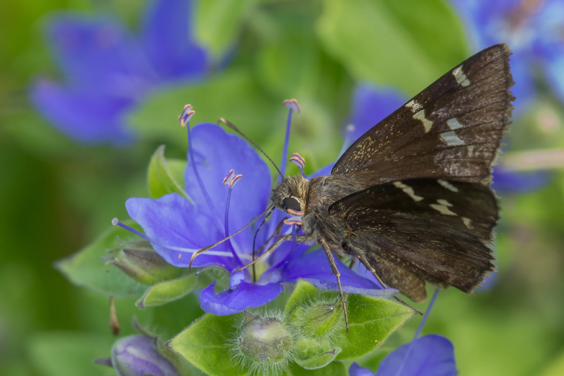 Southern Cloudywing 