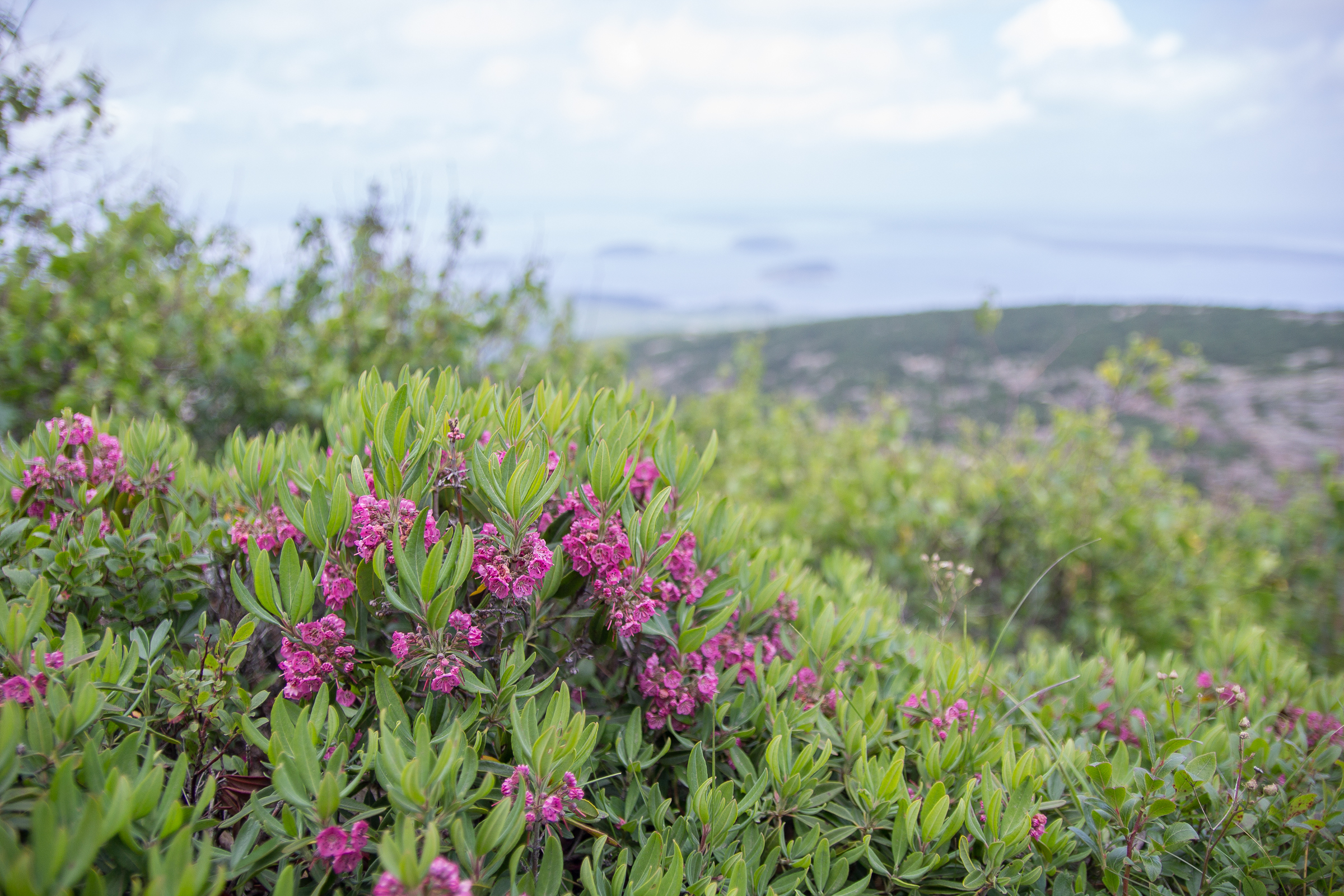 Sheep Laurel 