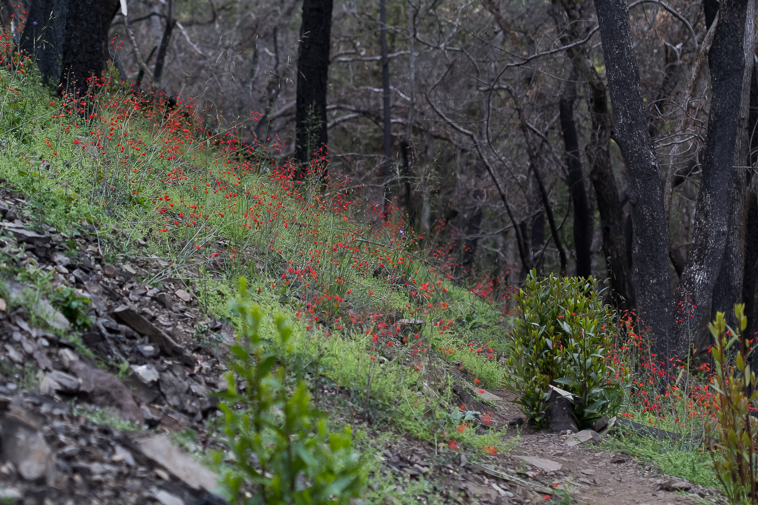 Red Larkspur ( Delphinium nudicaule ).