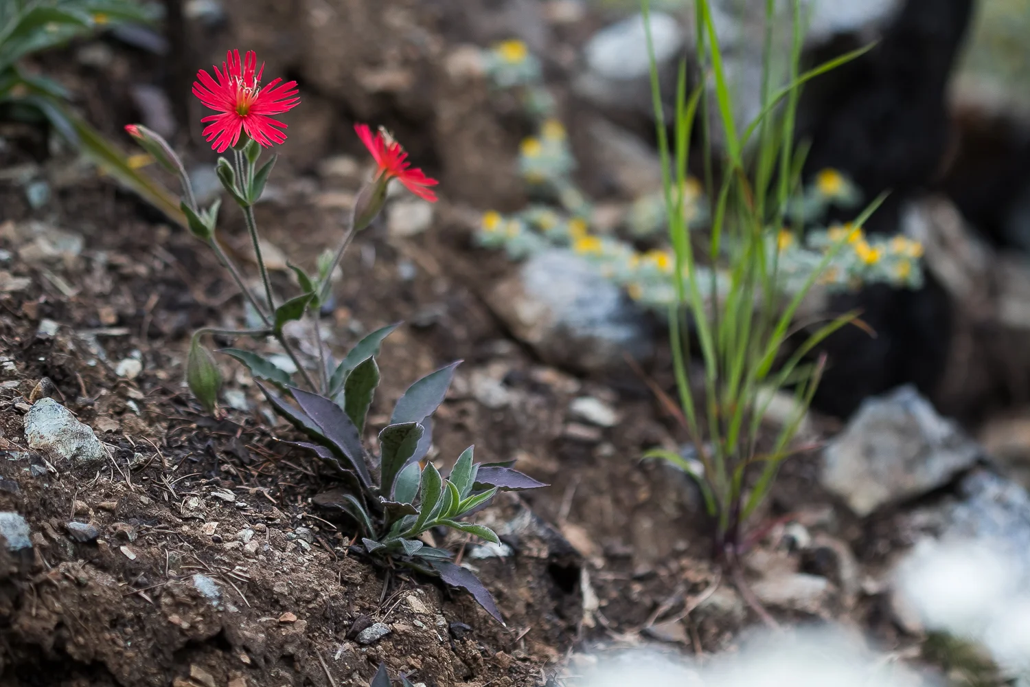 California Indian Pink ( Silene laciniata ssp. californica ).