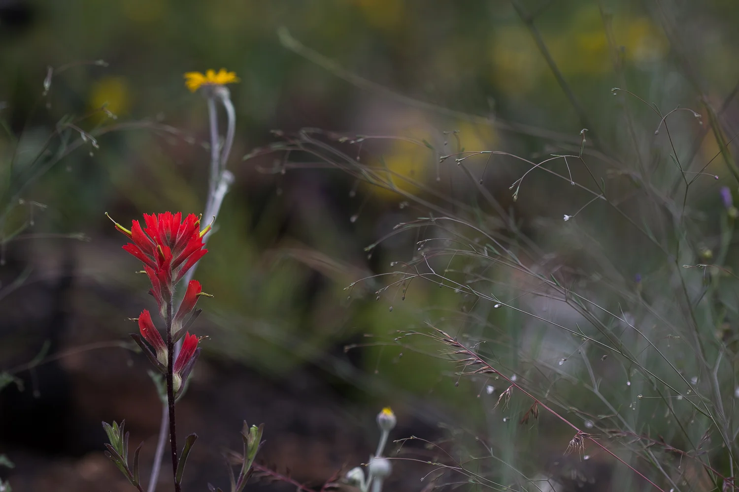 Indian Paintbrush ( Castilleja sp.).