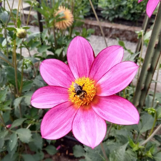 bee2.jpg