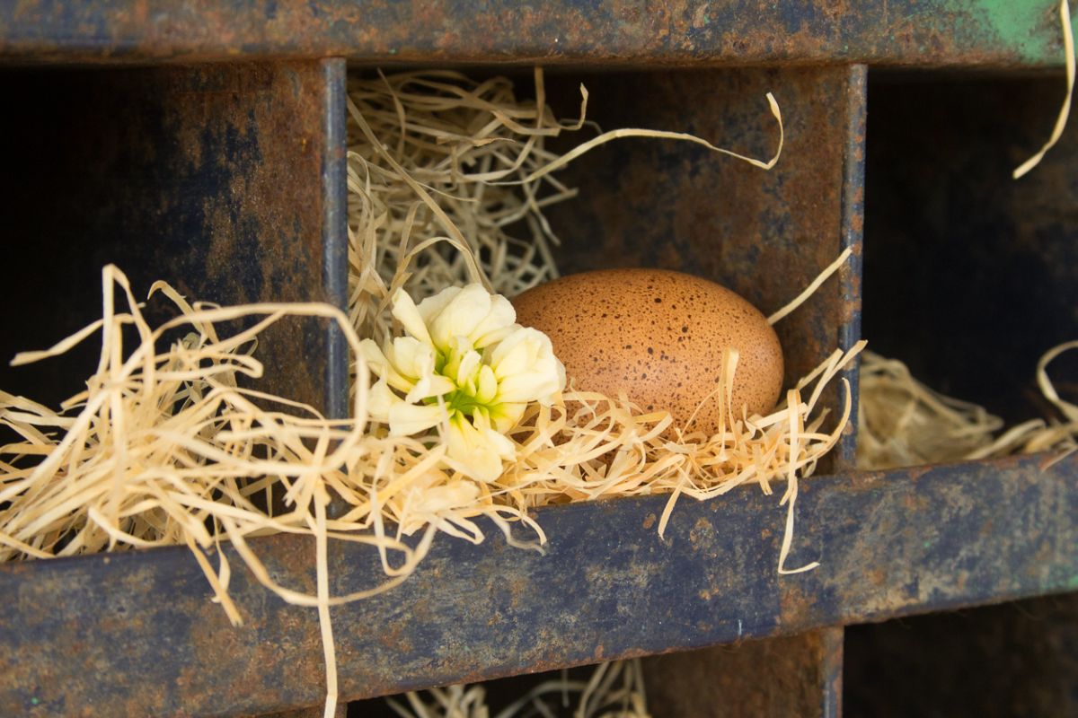 EggsInSpring.jpg