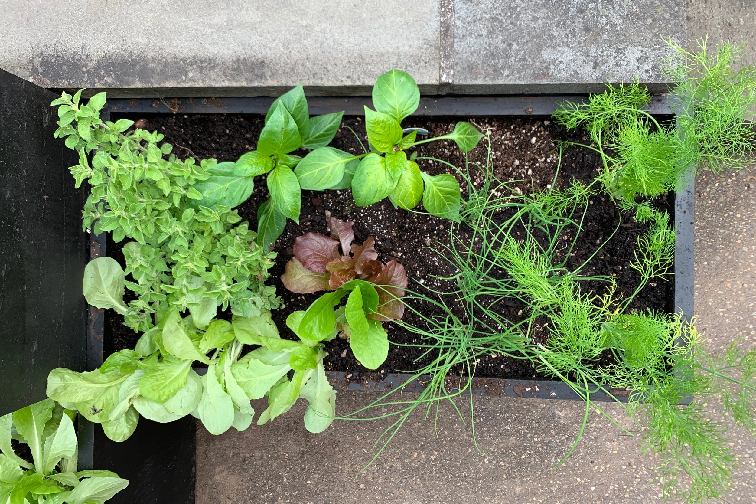 kitchen+garden+diy.madeon23rd.com60.jpg