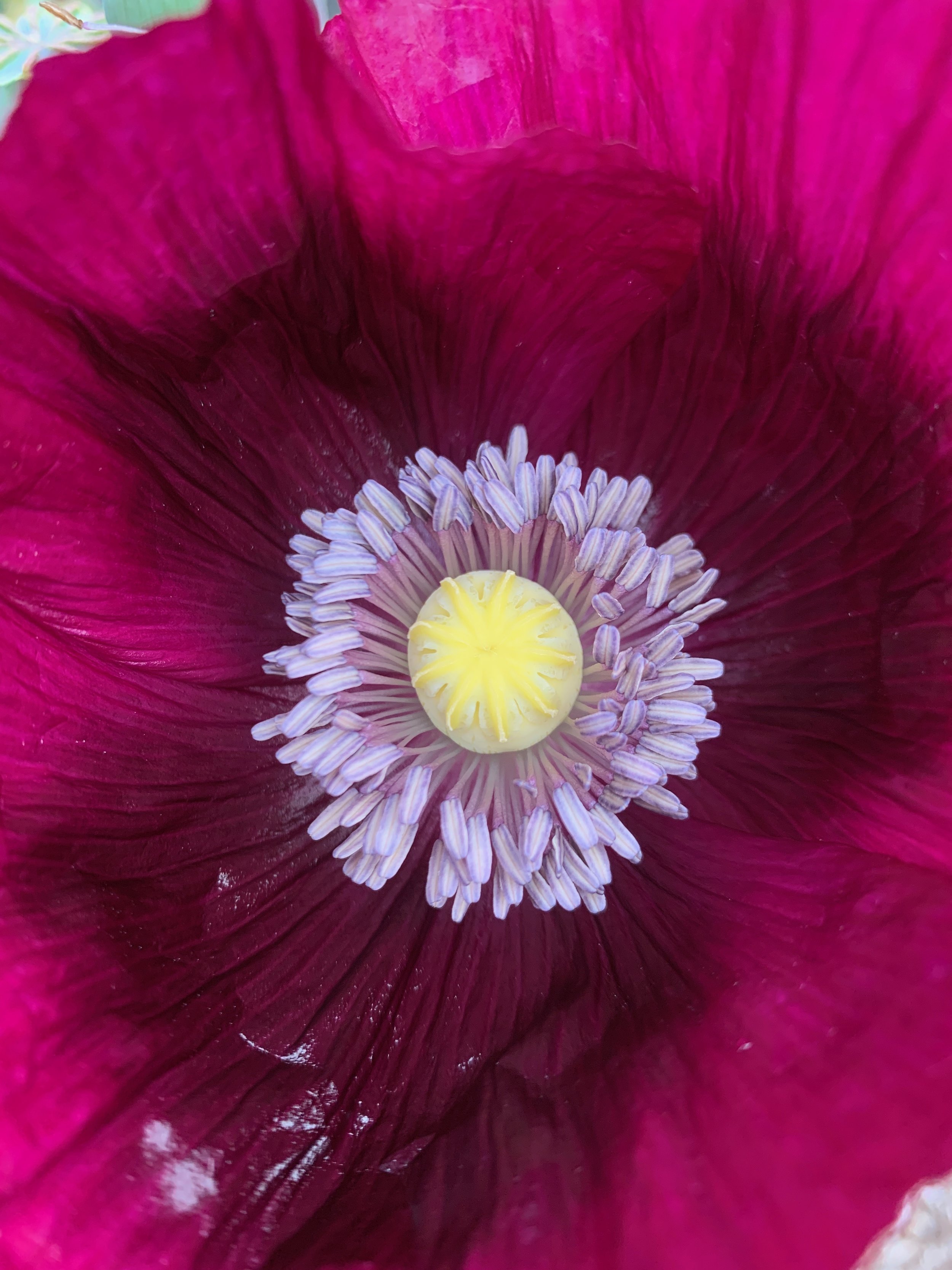 A Spirit of Beauty Ineffable