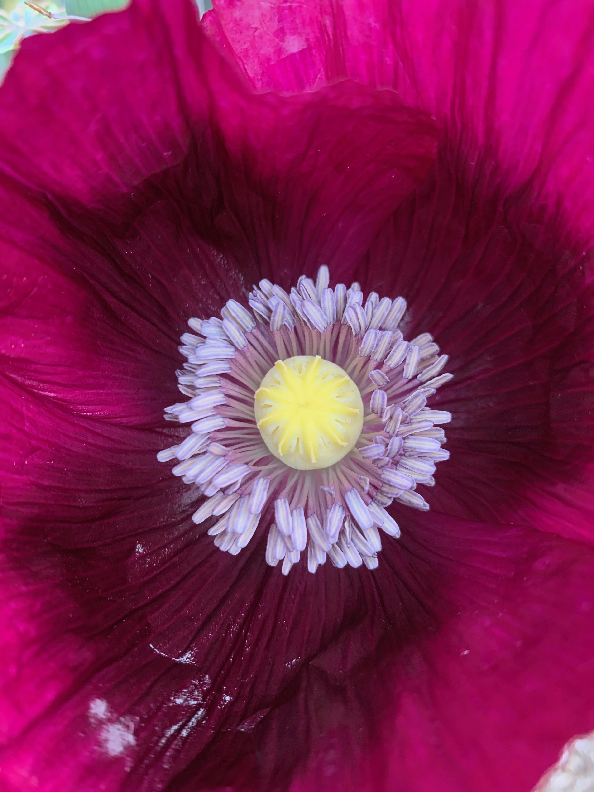 purple.poppy.diy.madeon23rd.seedpackets11.jpeg