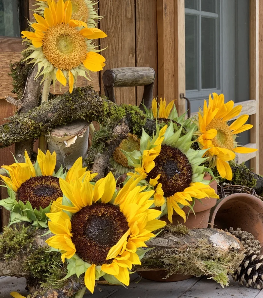 Sunflowers and Pumpkins