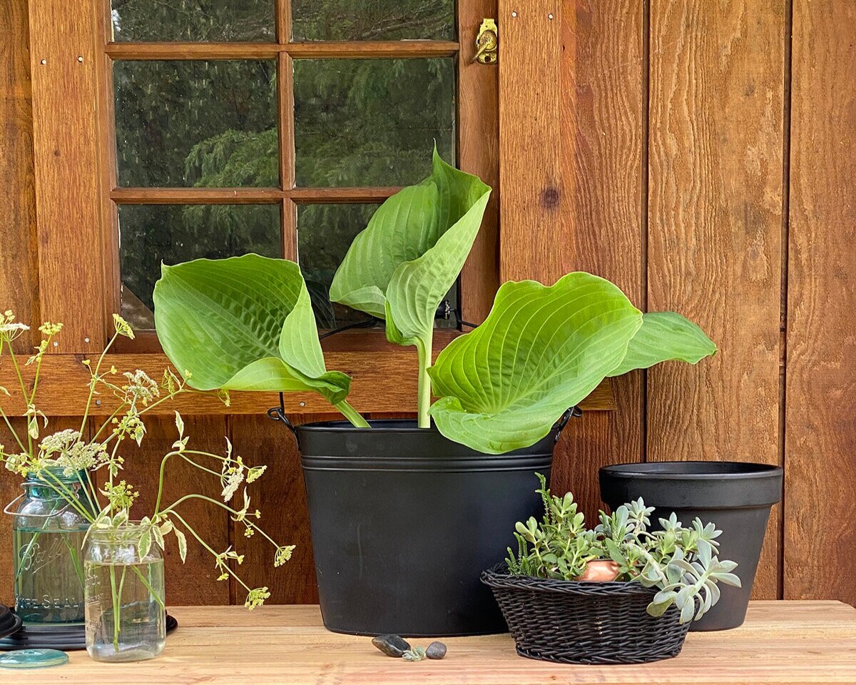 styling252c2bplants252c2bdiy252c2bgarden2bshed2bmakeover252c2bdiy252c2bplanter2bideas252c2bgardening252c2bpaint252c2bgarden2bshed2bmakeover252c2bbefore252c2bmadeon23rd Styling% 2C + Pflanzen% 2C + DIY% 2C + Garten + Schuppen + Makeover% 2C + DIY% 2C + Pflanzgefäß + Ideen% 2C + Garten% 2C + Farbe% 2C + Garten + Schuppen + Makeover% 2C + vor% 2C + madeon23rd.blog1jpg1200.1200.jpg