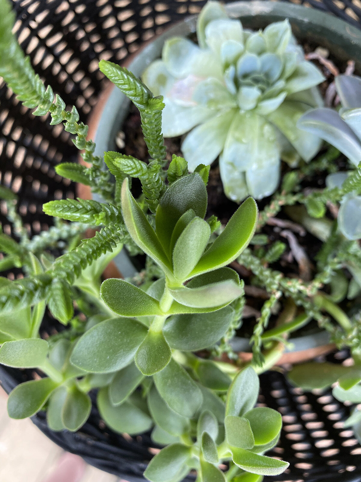 succulents2cgardenshedmakeover2cdiy2cplanterideas2cgardening2cpaint2cgardenshedmakeover2cbefore2cmadeon23rd-1 Sukkulenten, Gartenhaus Verjüngungskur, DIY, Pflanzer Ideen, Gartenarbeit, Farbe, Gartenhaus Verjüngungskur, vor, madeon23rd.blog2jpg1200.1200.jpg