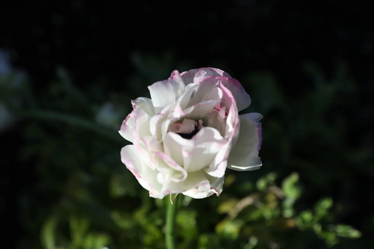 Spring Flowers on the Farm 
