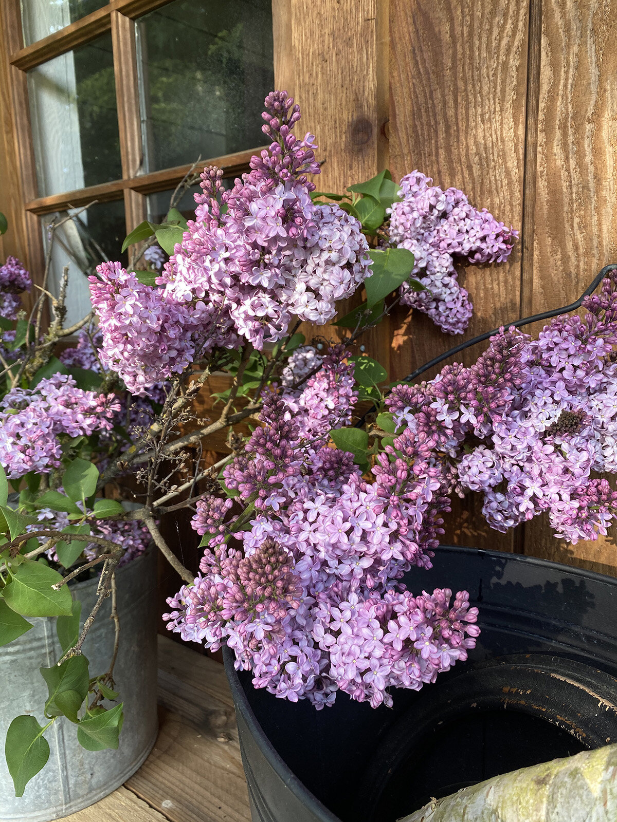 Lilacs and Garden Shed Makeover..madeon23rd.blog.51200.jpg