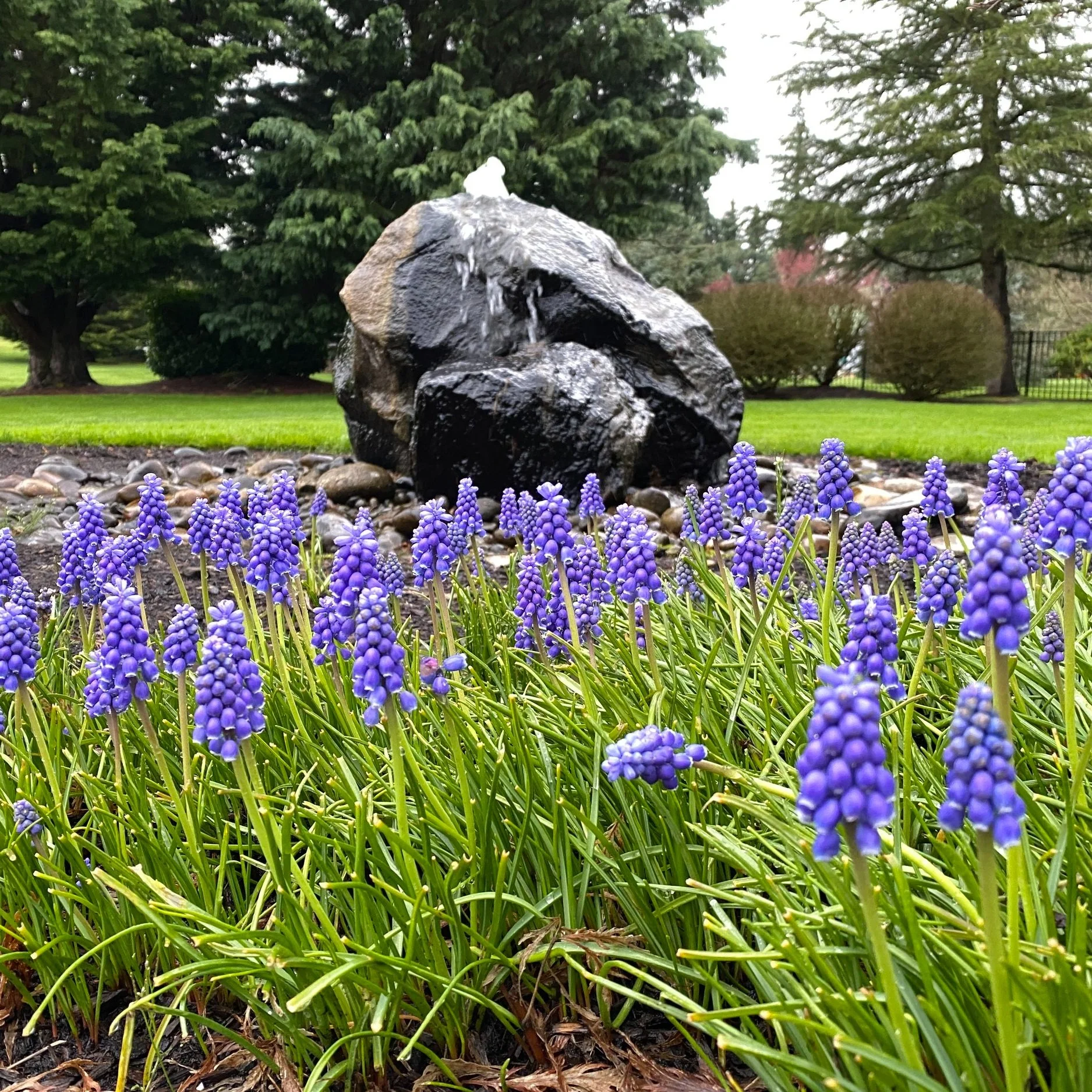 4 Must Plant Bulbs this Spring