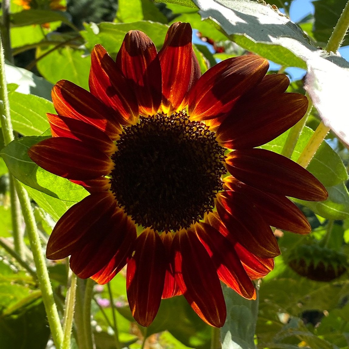 August Garden Tour.sunflower.2023madeon23rd.blog00002.1200.jpg