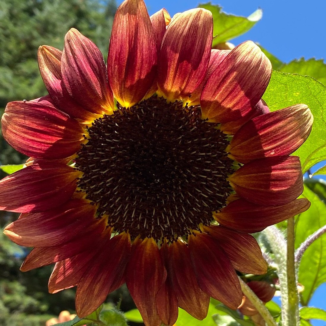 August Garden Tour.sunflower.2023madeon23rd.blog00004.1200.jpg