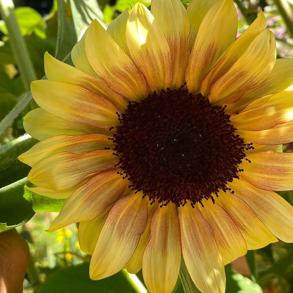 August Garden Tour.sunflower.2023madeon23rd.blog00003.1200.jpg