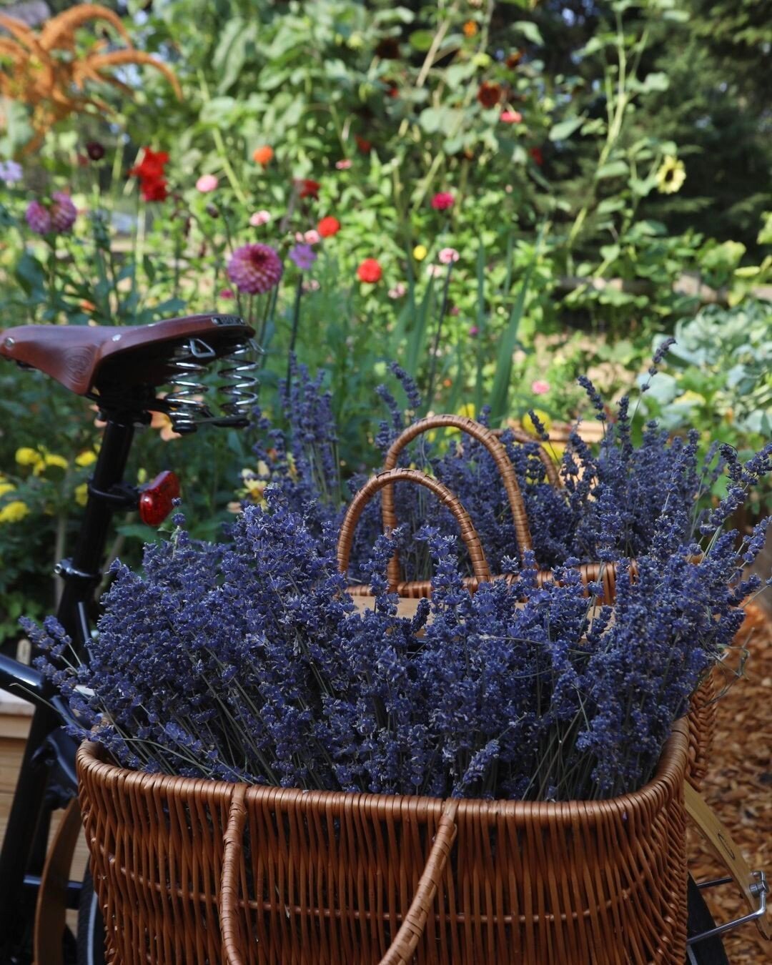 Where vintage charm meets floral enchantment. A Dutch bike and a basket filled with lavender make for the perfect garden companions. 

#DutchBikes
#LavenderCycling
#DutchBikeAdventures
#CyclingInStyle
#LavenderRides
#BikeAndBloom
#DutchBikeLife
#Lave