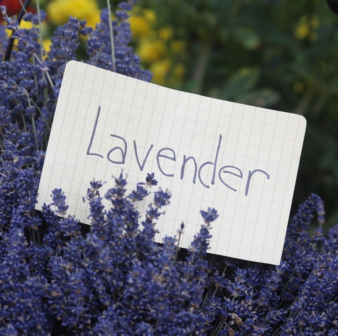 Good morning and happy Tuesday! What&rsquo;s on your calendar today? 

#LavenderSachets
#ScentedSachets
#Aromatherapy
#LavenderLove
#SachetLife
#NaturalHome
#HomeFragrance
#DIYSachets
#LavenderBliss
#HandmadeSachets
#AromaLover
#CraftingWithLavender
