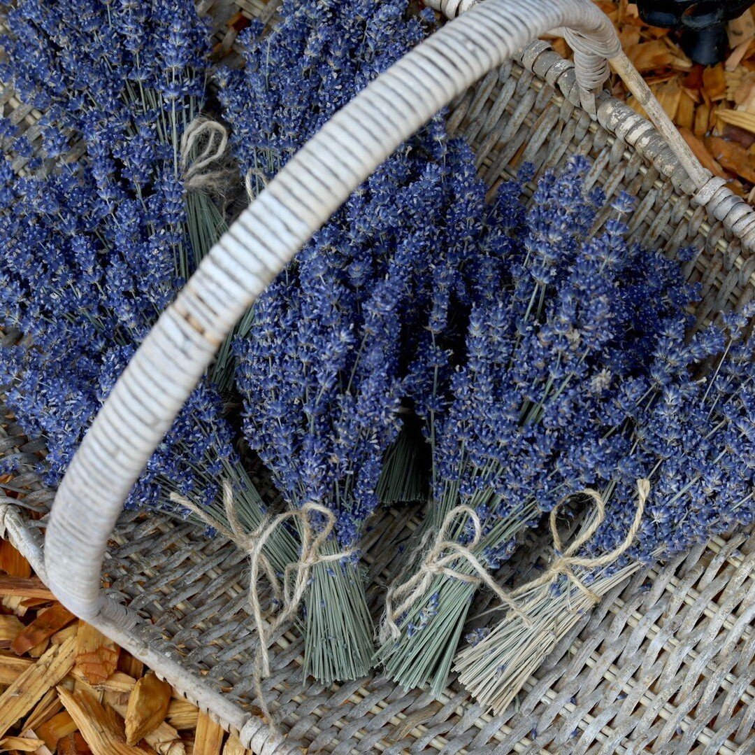 Here is a little touch of summer for you on this gray winter day! Enjoy! 

#Lavender #LavenderLove #LavenderFields #LavenderFarm #LavenderLife #LavenderBlooms #LavenderGarden #LavenderBeauty #LavenderDreams #LavenderBouquet #LavenderSeason #LavenderH