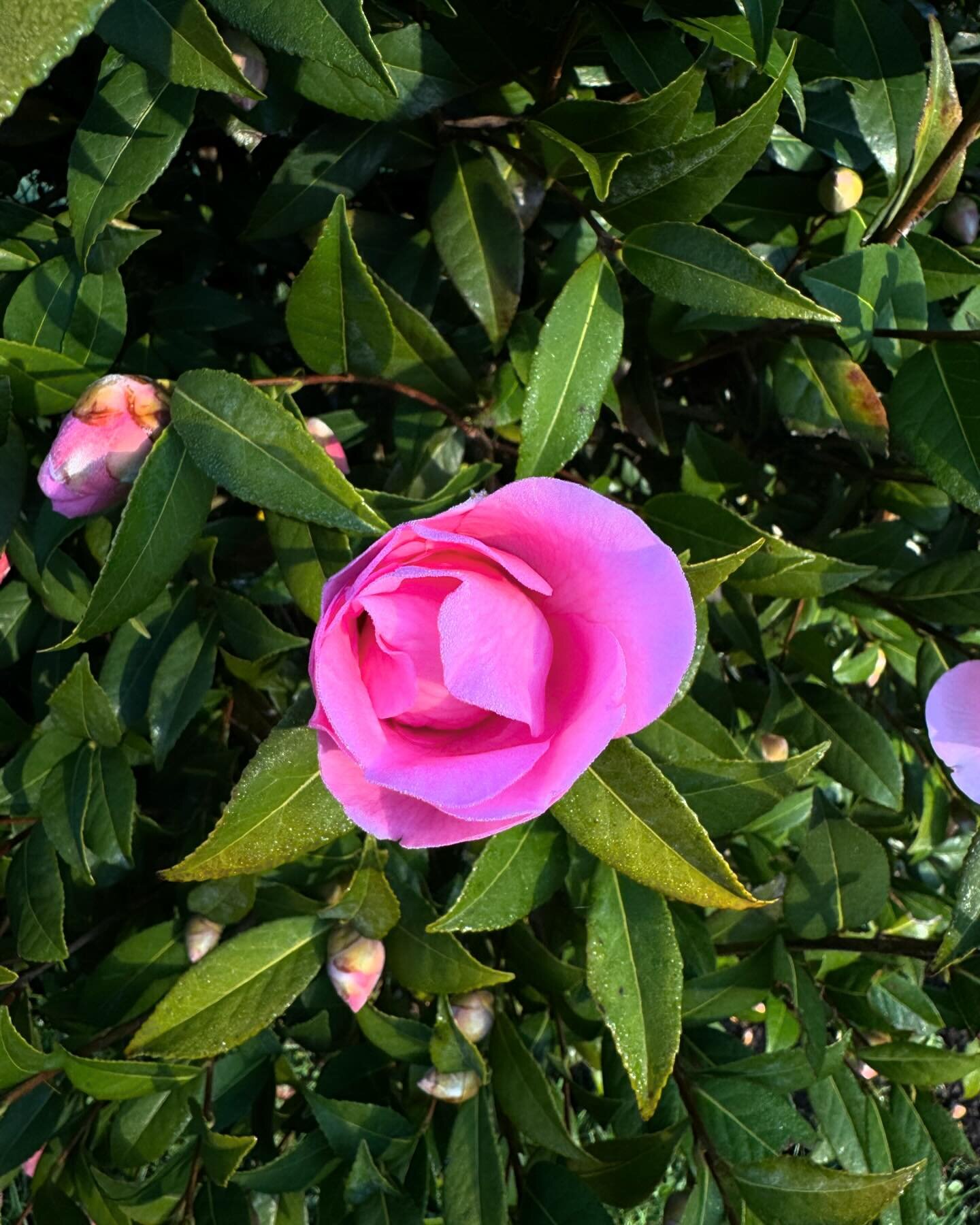 The camellias are having a Spring party!  So nice to see some color pop&rsquo;n in the garden again!