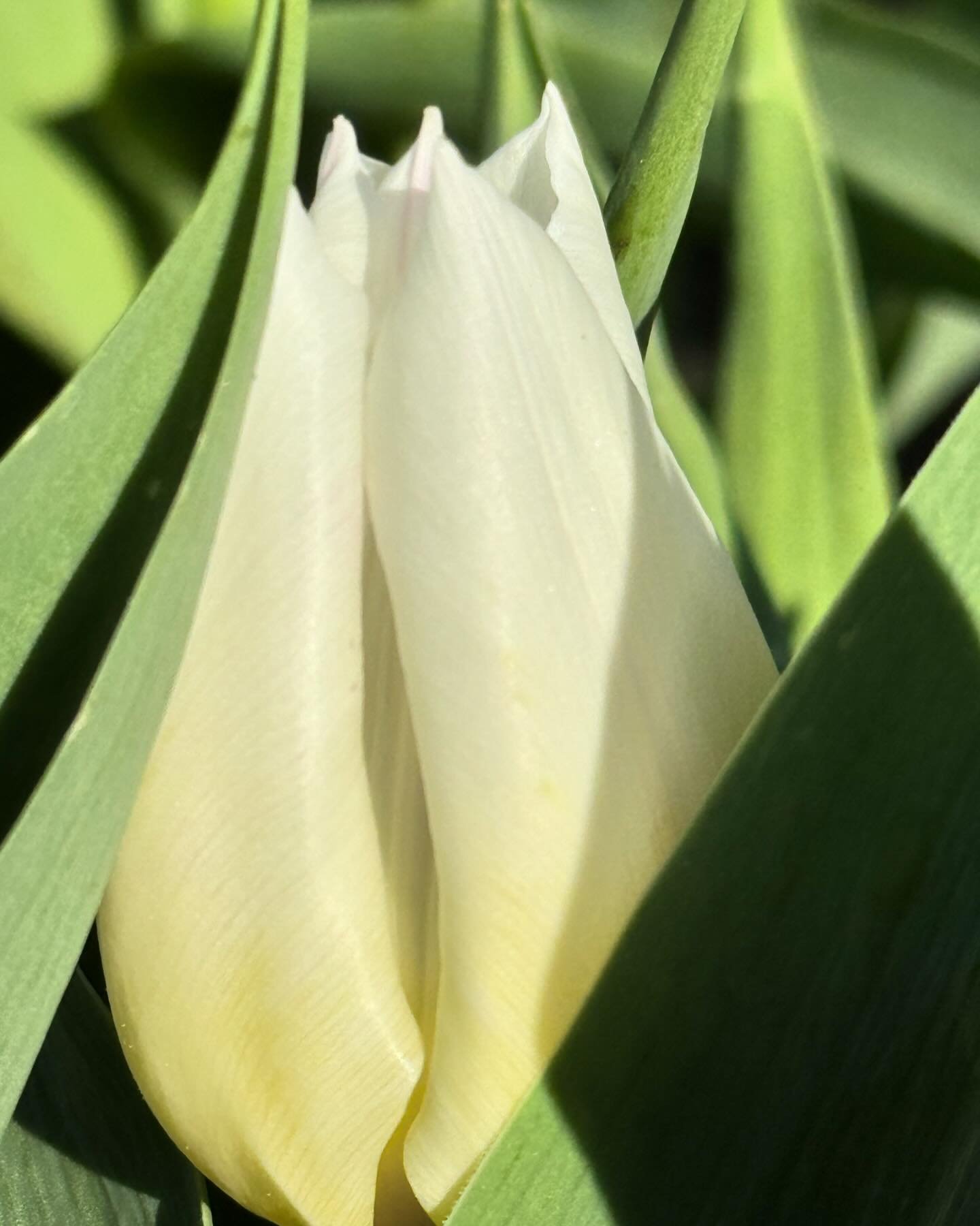 Tulip time at the Spofford farm!