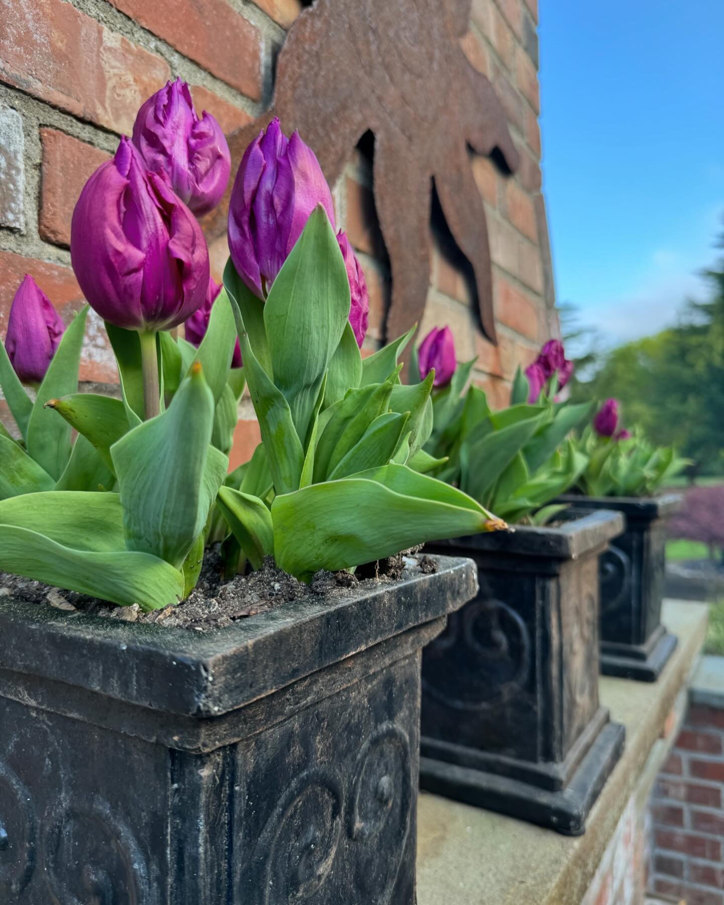 Thrifted patio pots planted with tulips that are now blooming!