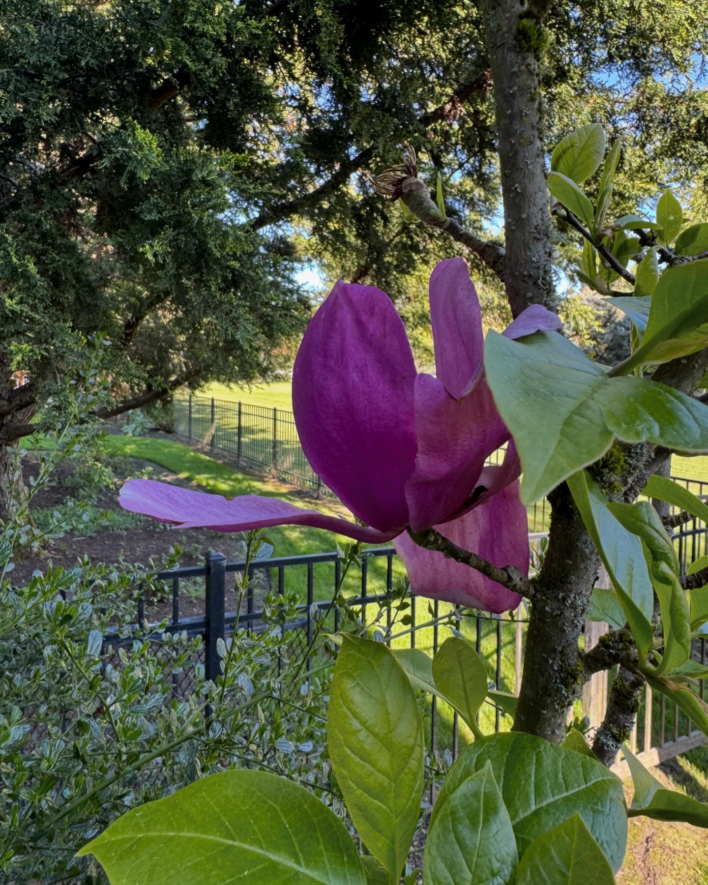 The magnolia is blooming! I&rsquo;m always surprised to see this tree bloom. It&rsquo;s on the north side of our house and gets very little sunlight but it has perseverance! I&rsquo;m hoping to absorb some of its energy today as I tackle some very bo