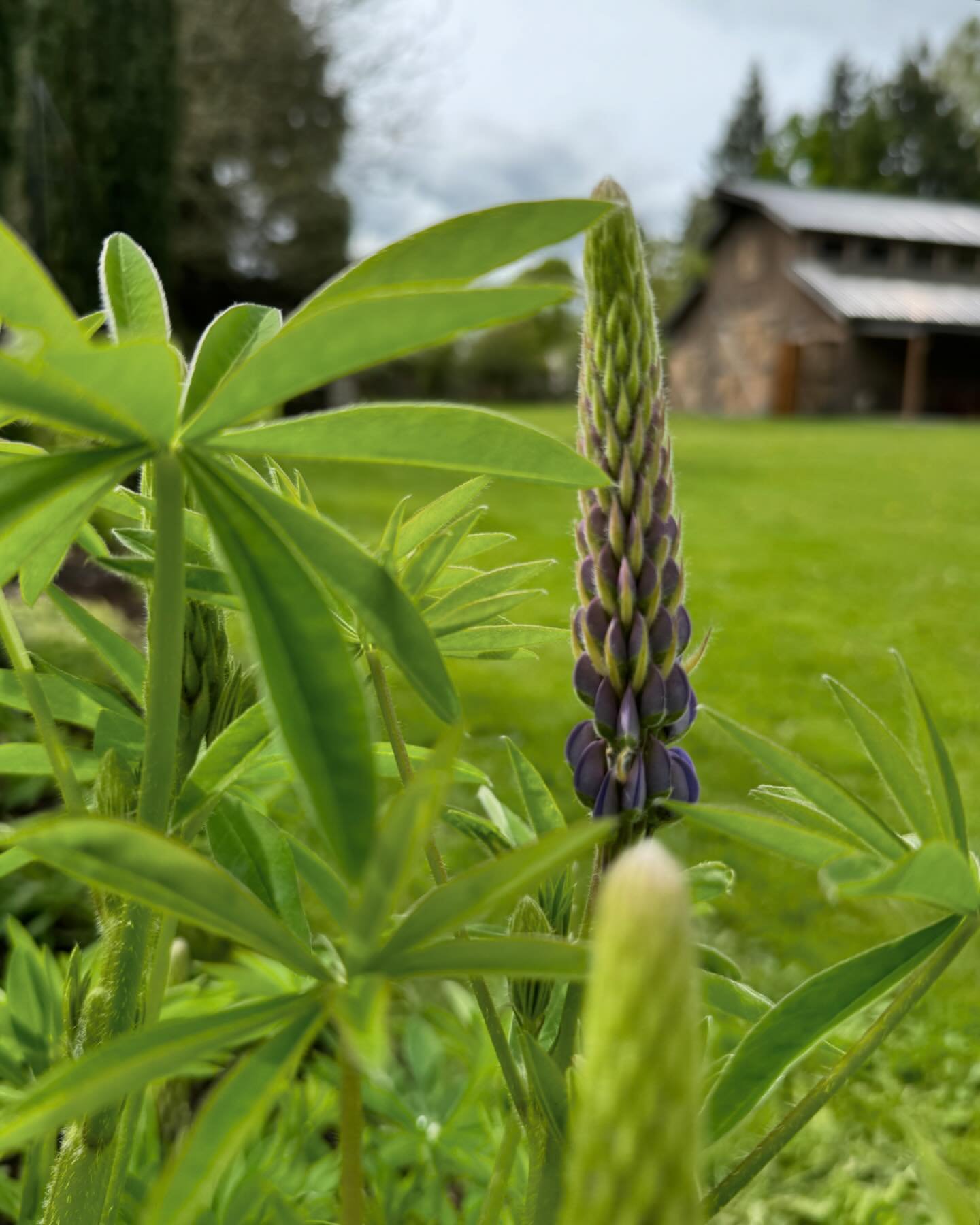 Almost here! First lupine blooms of the year! 🎉