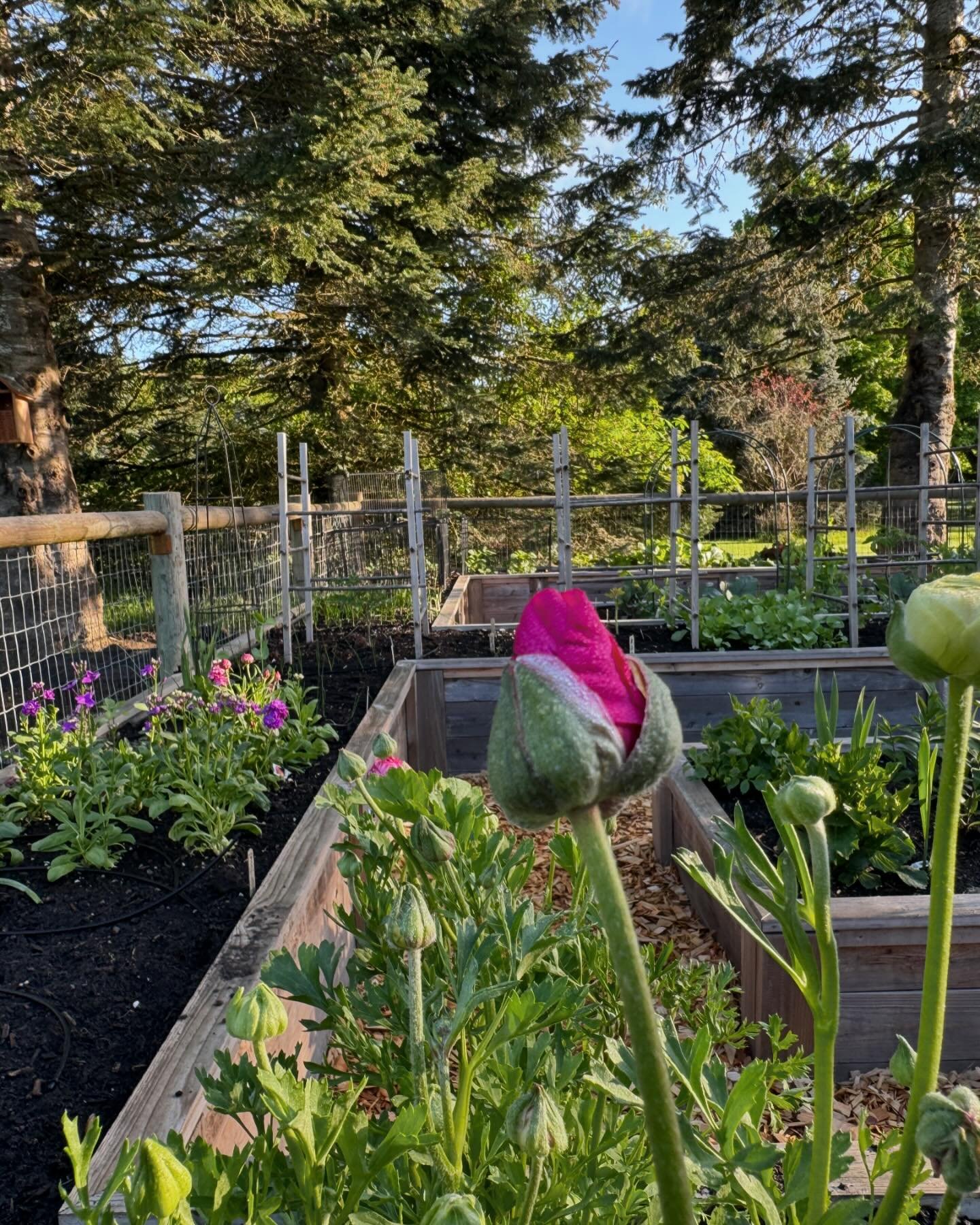 Today&rsquo;s garden tour brought to you by the SUNSHINE! ☀️