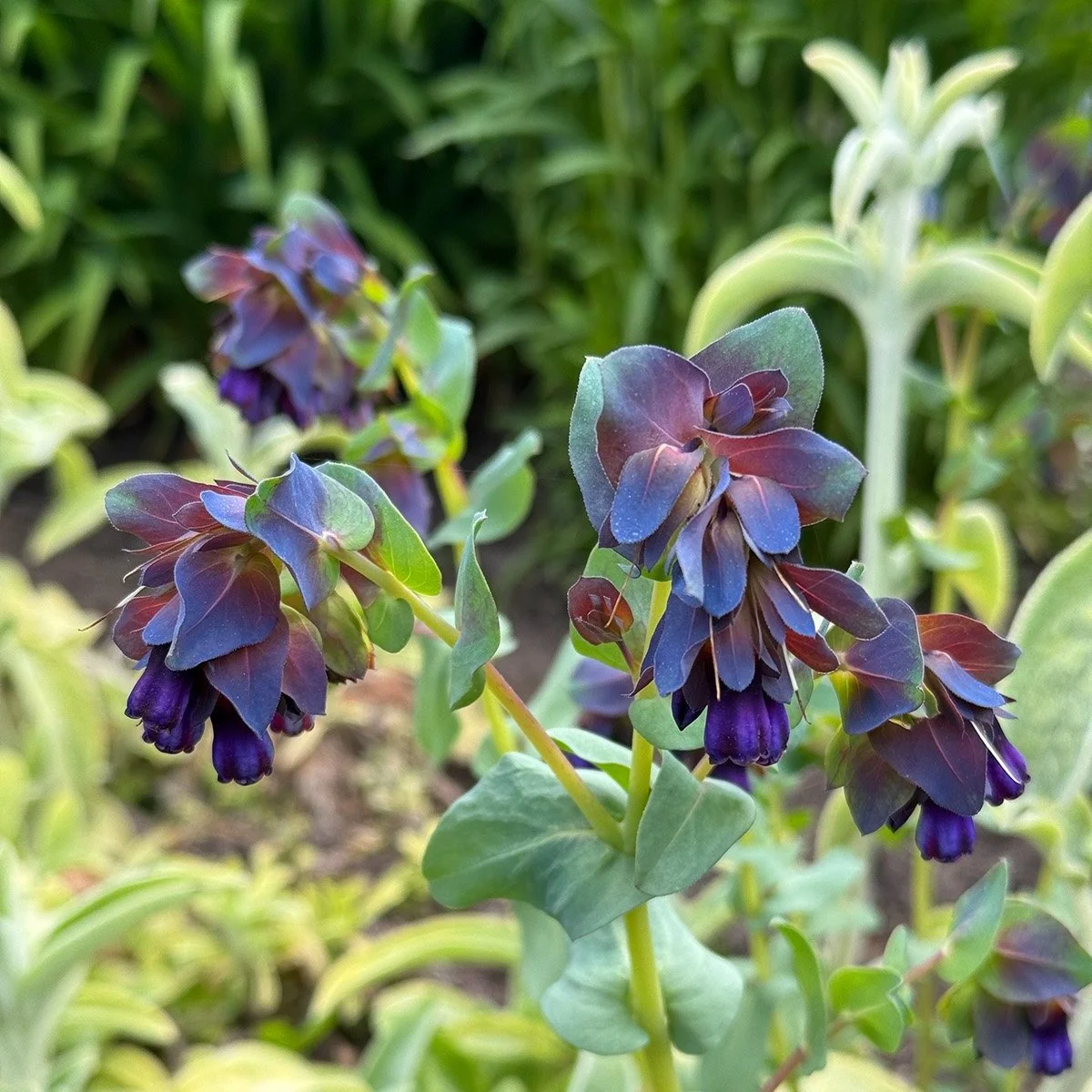 Spring Garden Tour 2024