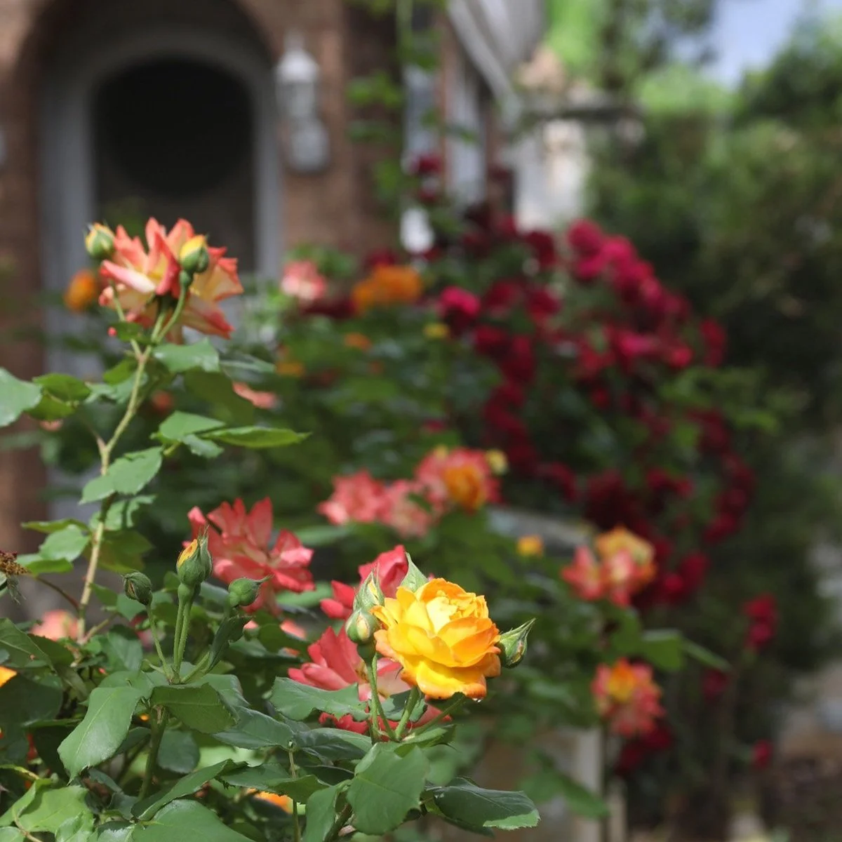 Garden Wonders: Texas &amp; Vancouver