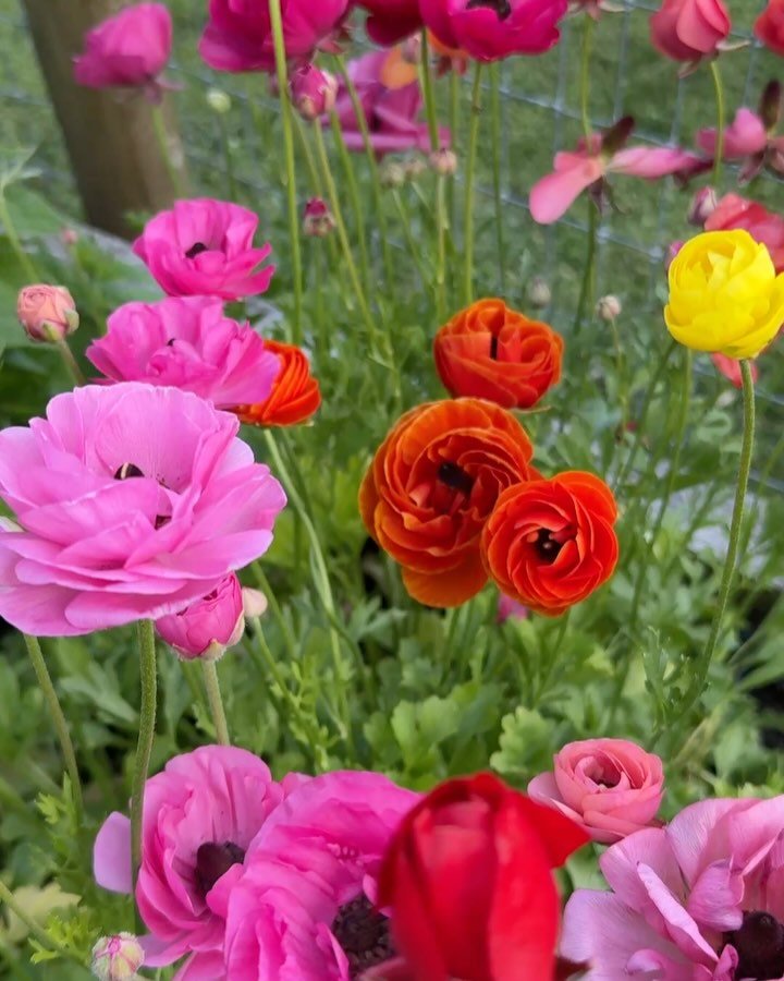 Yesterday, I had the opportunity to spend the entire day in the garden! It was heaven. Here are some of the beautiful things that are happening out there! Swipe through to the end to see the gorgeous bumble bees! 🐝