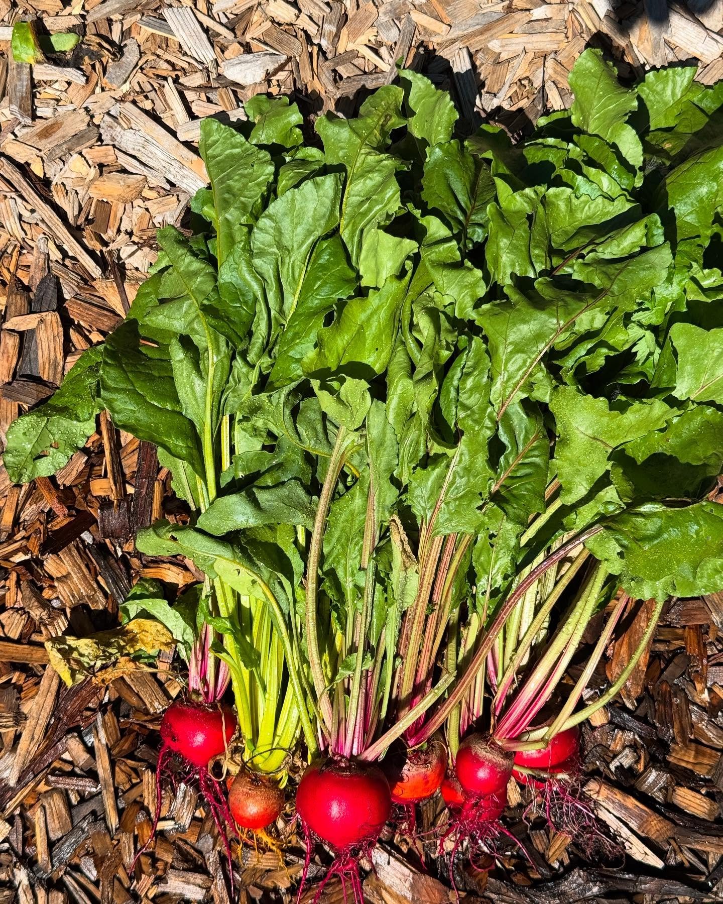 First beet harvest&hellip;and the last of the peonies!