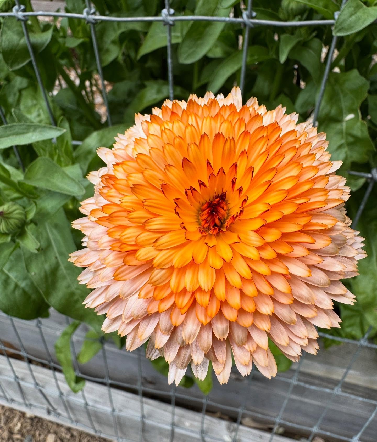 Colors at the farm!