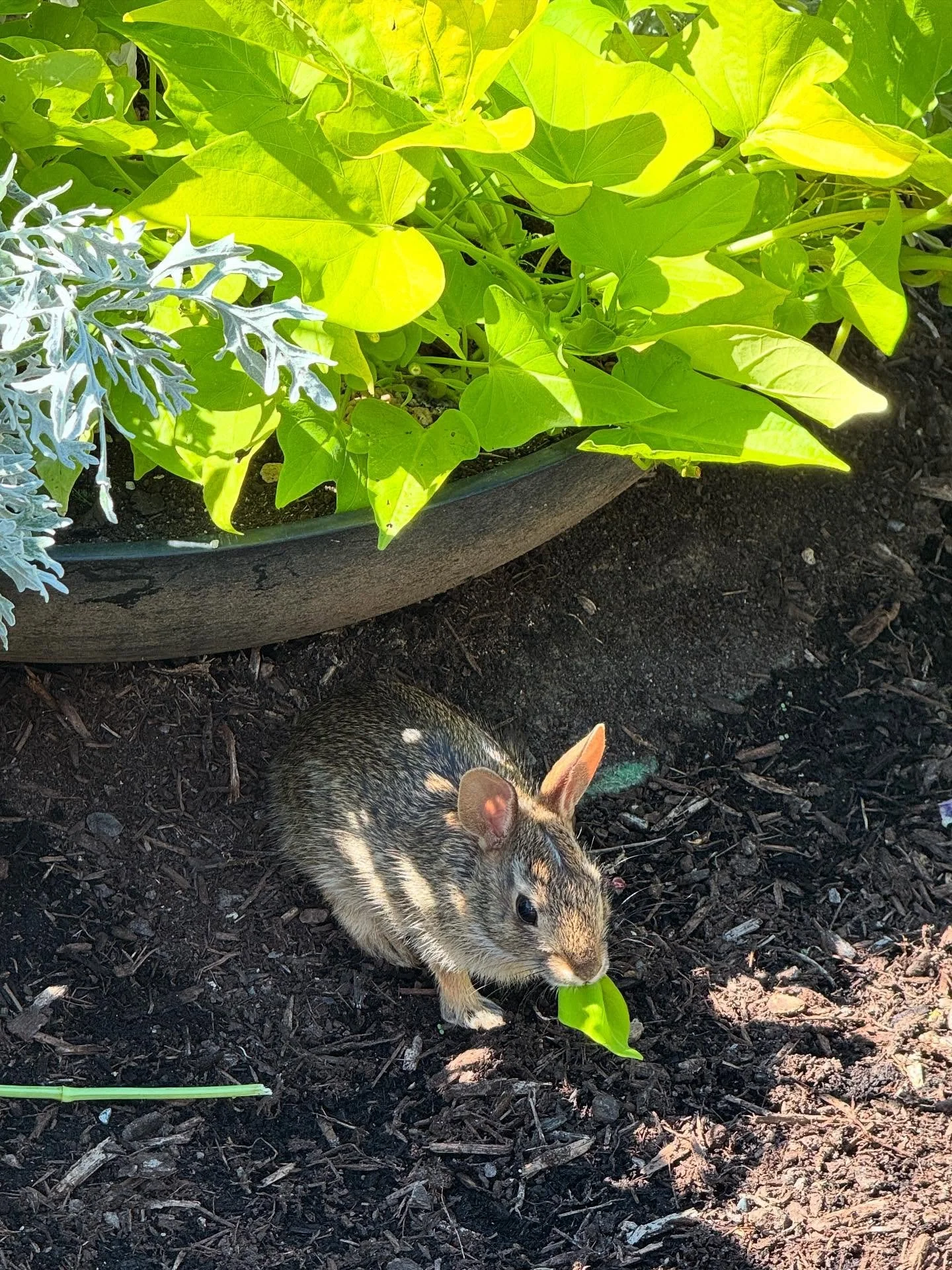 Just another day in the garden&hellip;❤️🌸🌻