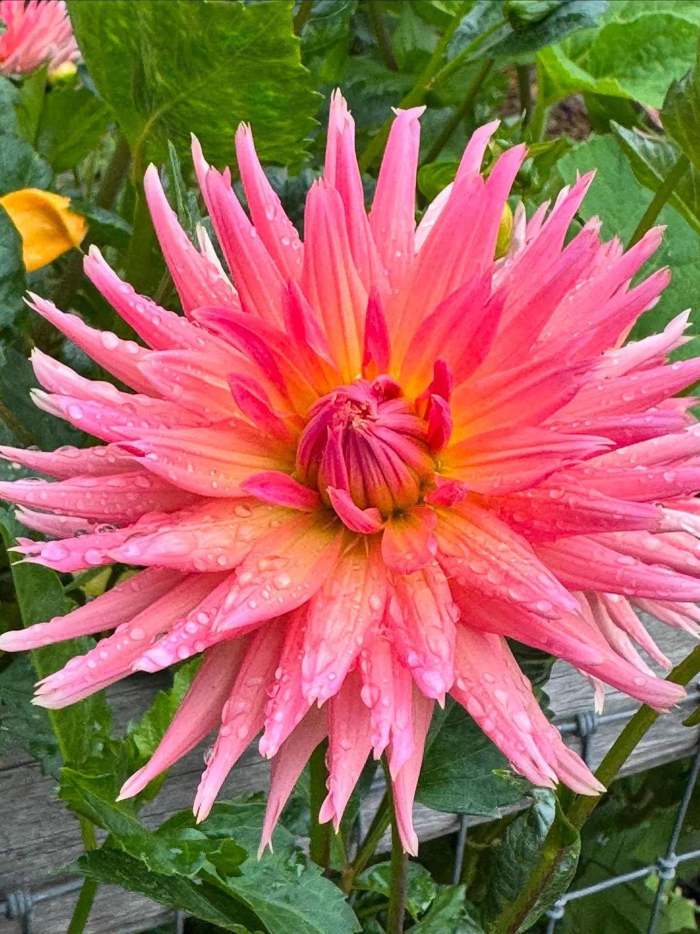 A welcome sight in the garden this morning! RAIN DROPS! 💧🌧️☔️