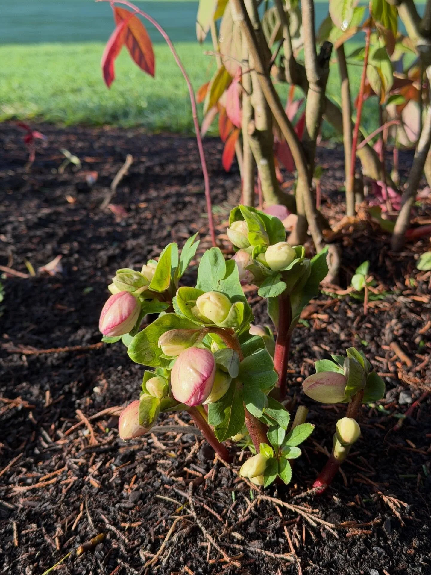 Finally a free day with sunshine! Yesterday was gorgeous and I spent most of it in the cutting garden planting Spring bulbs. Can&rsquo;t wait to see what they look like after their winter nap!
