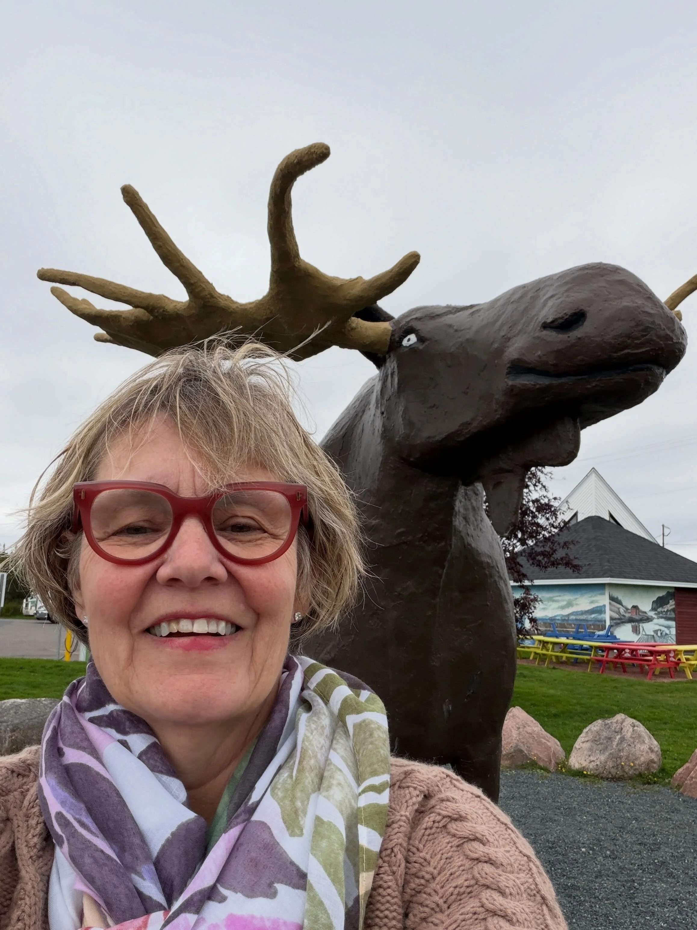 First moose spotted in Newfoundland. 😂 It&rsquo;s moose hunting season here so they are being very coy.